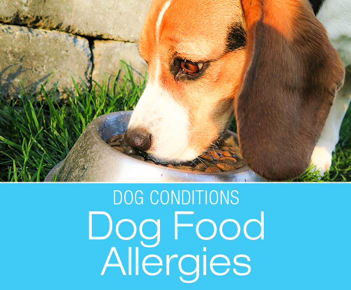 Food Allergies in Dogs: Allergies Are Not the Same as Food Intolerance