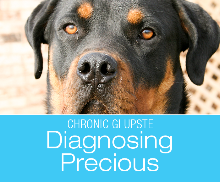 Chronic GI Upset in a Dog: Diagnosing Precious—GI Issues That Are Not Going Away