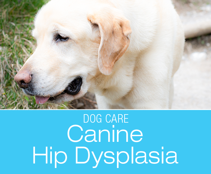 Understanding Canine Hip Dysplasia: Hip Dysplasia Prevention And Treatment Options