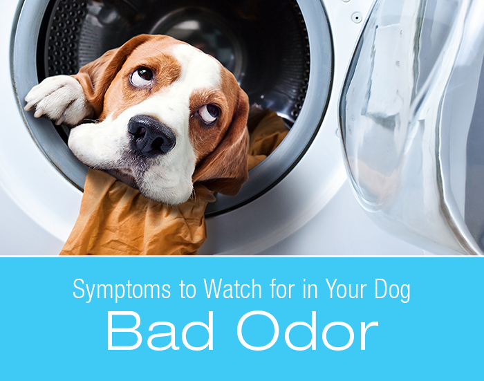 Bad Odor in Dogs: Why Is My Dog Stinky? 