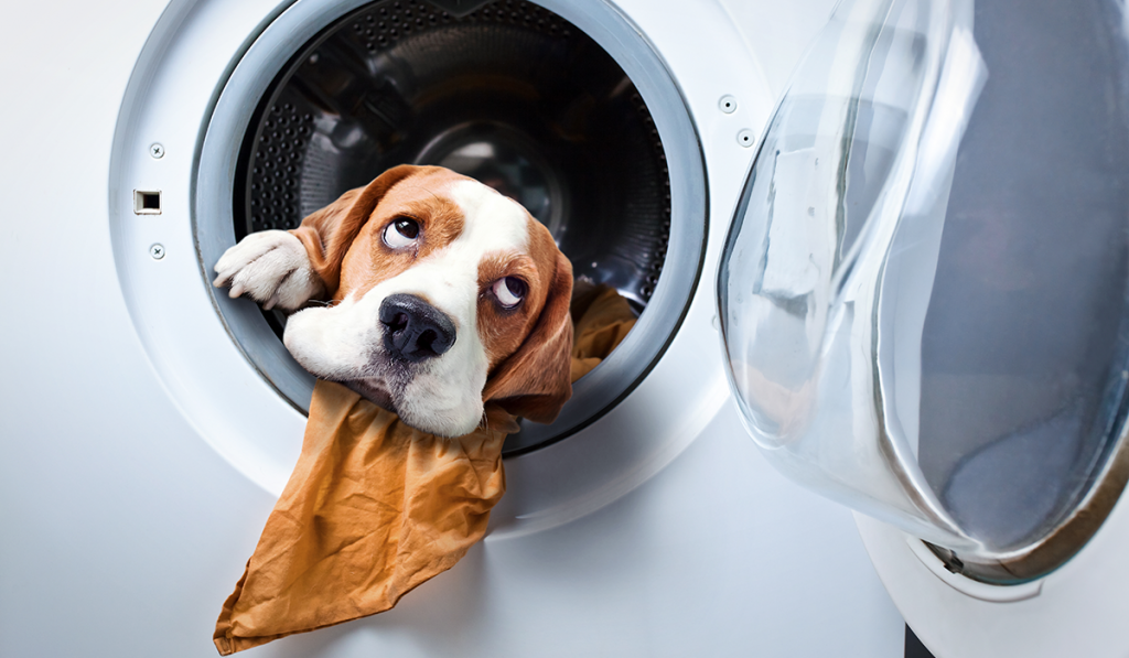 Bad Odor in Dogs: Why Is My Dog Stinky?