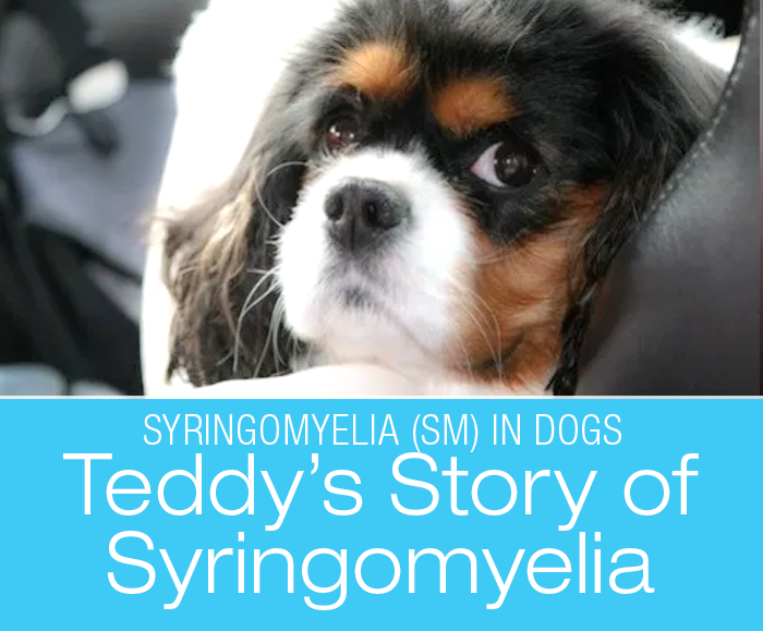 What Is Syringomyelia in Dogs: Teddy’s Story