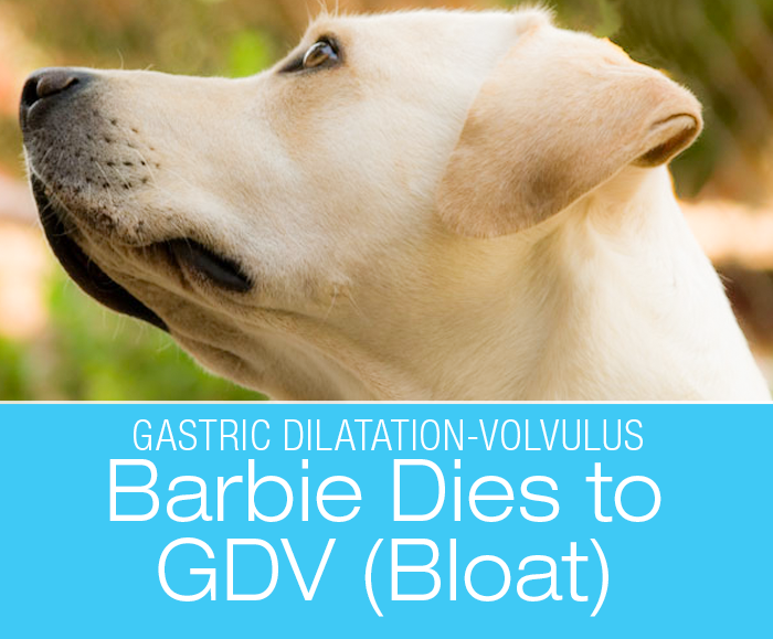 Canine Gastric Dilatation-Volvulus: RIP Barbie