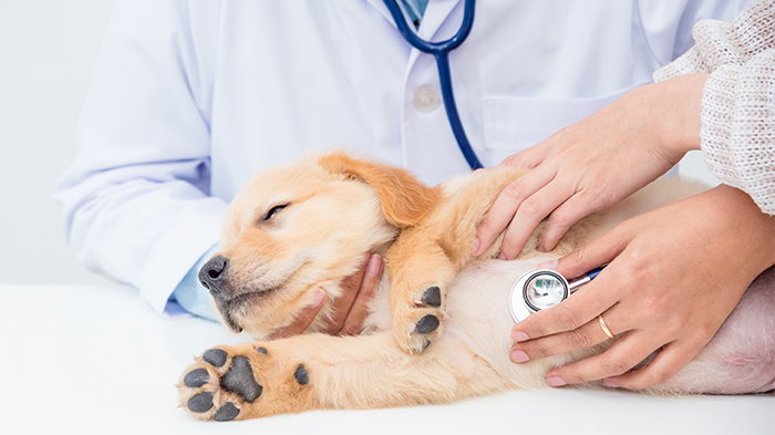 What Makes a Good Veterinarian: Veterinarians Are People First