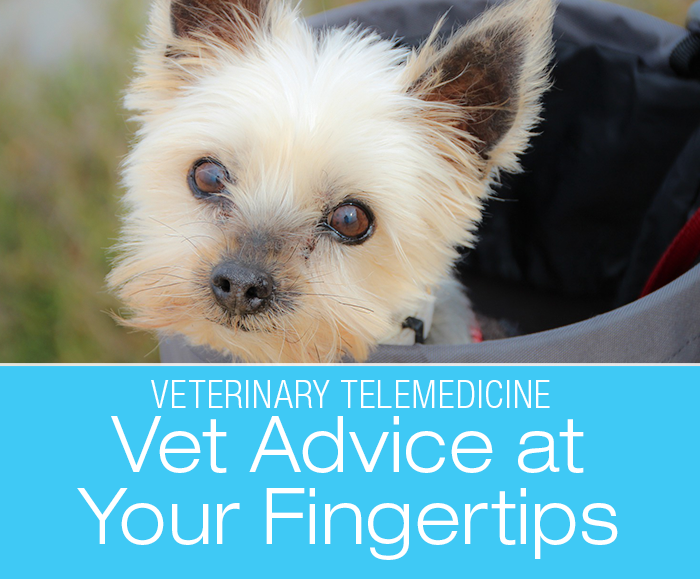 Ask A Vet Online: Second Opinion At Your Fingertips