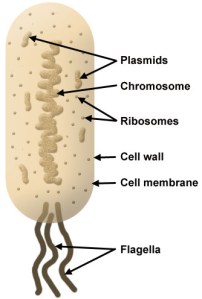 Did You Ever Wonder How Antibiotics Work?