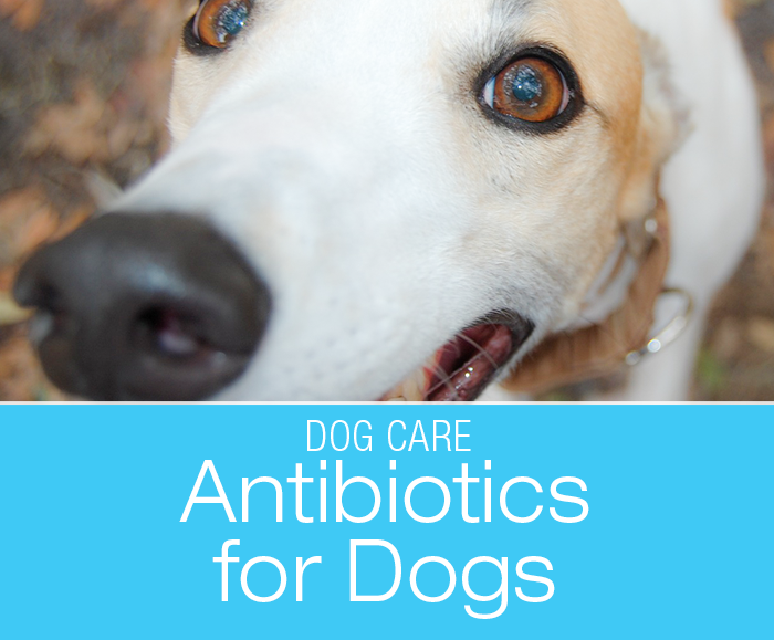 Antibiotics for Dogs: Did You Ever Wonder How Antibiotics Work?