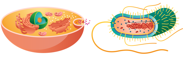 Antibiotics for Dogs: Cell Membrane versus Cell Wall
