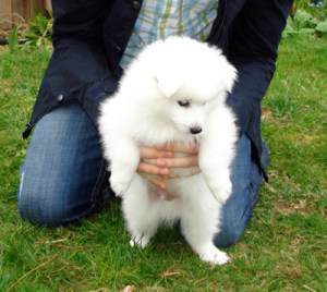 Collapsing Trachea in Dogs: The Kennel Cough Cock Up - Kupo's Story