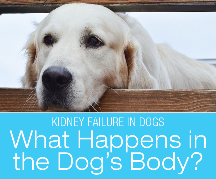 Kidney Failure in Dogs: What Happens In The Dog's Body When The Kidneys Fail To Function Properly? Acute and chronic kidney failure.