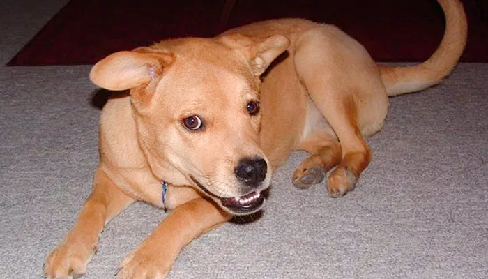 DIY Canine Massage: How Dog Massage Healed Nala’s Mystery Limp