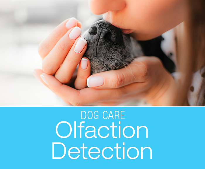 Olfaction for Dog Diagnosis: Smellognostics—More On What The Nose Knows