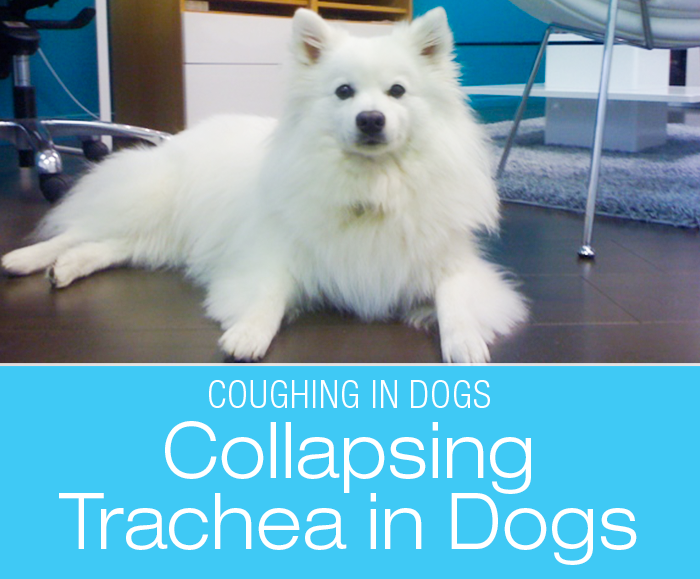 Collapsing Trachea in Dogs: The Kennel Cough Cock Up - Kupo's Story
