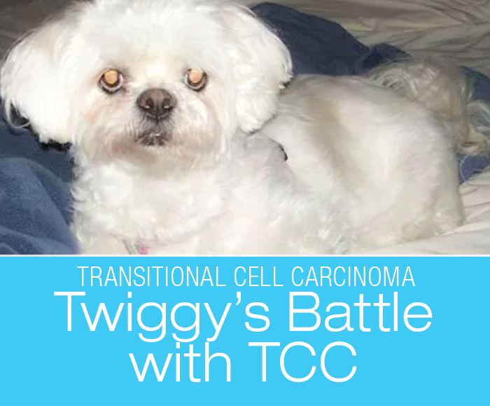 Canine Transitional Cell Carcinoma: Twiggy's Legacy—The Battle TCC