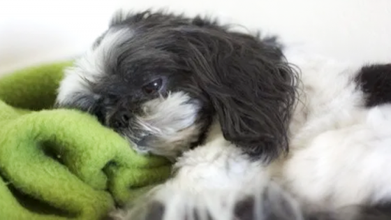 Causes of Vomiting in Dogs: Why Is My Dog Throwing Up?
