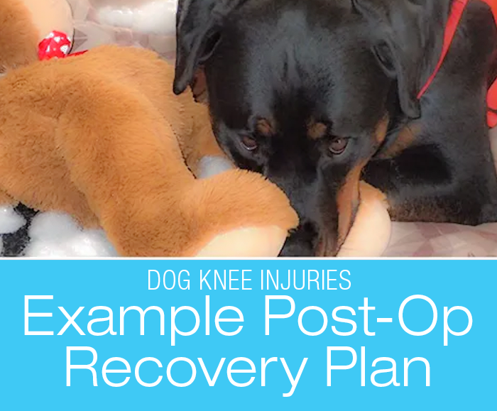 CCL Surgery Post-Op Care: Example Plan for Your Dog's Recovery after Cruciate Ligament Surgery