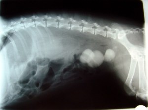 A Primer on Bladder Infections In Dogs