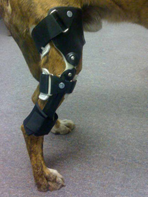OrthoPets Canine Orthotics and Prosthetics
