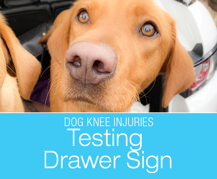 Dog CCL Injury Diagnosis: Is There Such a Thing As A False Positive Drawer Sign?