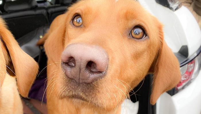 Dog CCL Injury Diagnosis: Is There Such a Thing As A False Positive Drawer Sign?