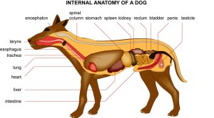 Why Does The Spleen Get No Respect? Why Does The Spleen Get No Respect?