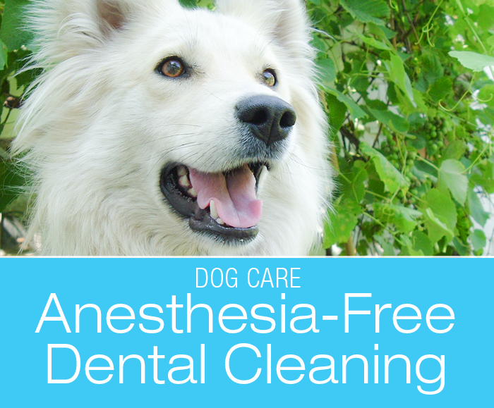 Anesthesia-Free Dental Cleaning