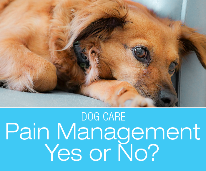 Dog Injuries Pain Management: Should You Say Yes To Pain Management?
