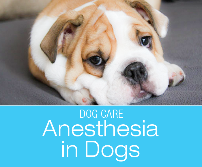 A Primer on Anesthesia in Dogs: What Do You Need To Know About Anesthesia?