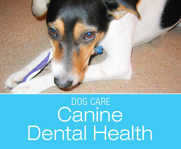 Dental Health in Dogs: Talking Teeth