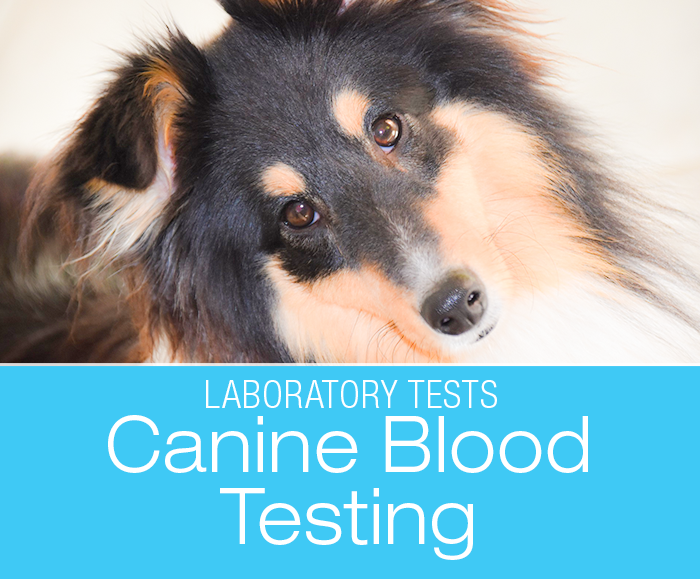 Canine Blood Tests: What's In The Blood—Blood Testing And Interpretation