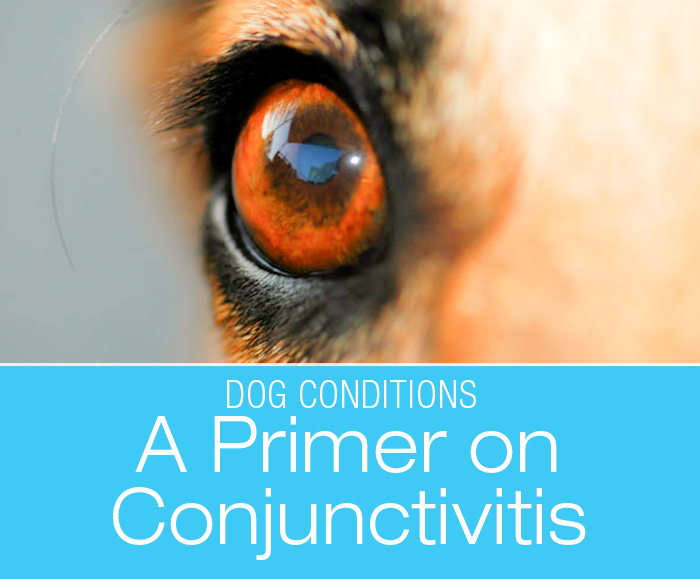 A Primer On Conjunctivitis: Conjunctivitis refers to inflammation of this conjunctiva tissue. It is also known as pink eye.