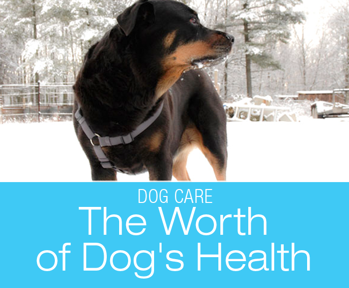 The Worth of Dog's Health
