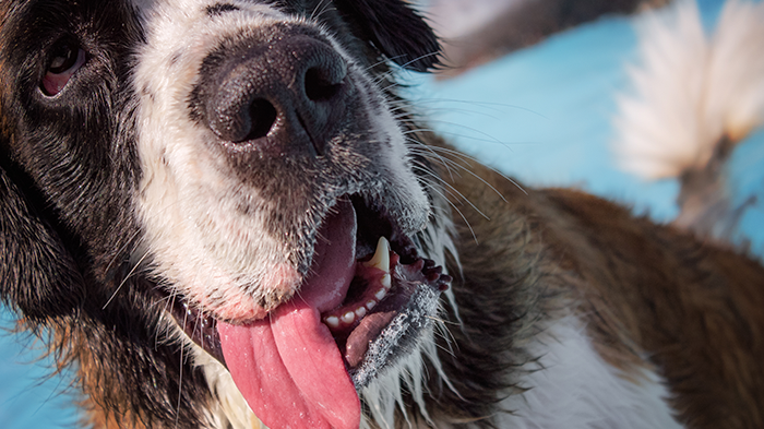 Excessive Drooling in Dogs: Why Is My Dog Drooling More Than Usual?