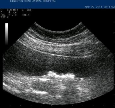 Straining to Defecate in Dogs: From The Case Files—What The Prostate Exam Revealed