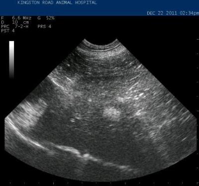 Straining to Defecate in Dogs: From The Case Files—What The Prostate Exam Revealed