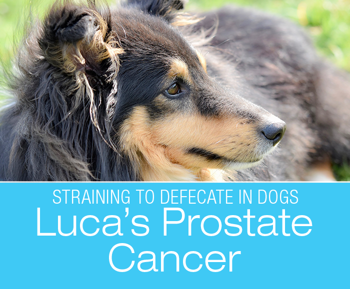 Difficulty Defecating in Dogs: From The Case Files—What The Prostate Exam Revealed