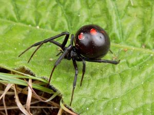 Dog Poisonous Insect Bite Prevention