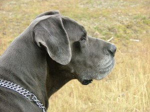 The Essentials Of Canine Injury Prevention: 7 Tips For Keeping Your Dog Safer