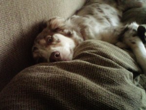 Lacking Diagnosis Frustration: What Doesn't Kill Her Will Make Her Stronger? Koda's Story