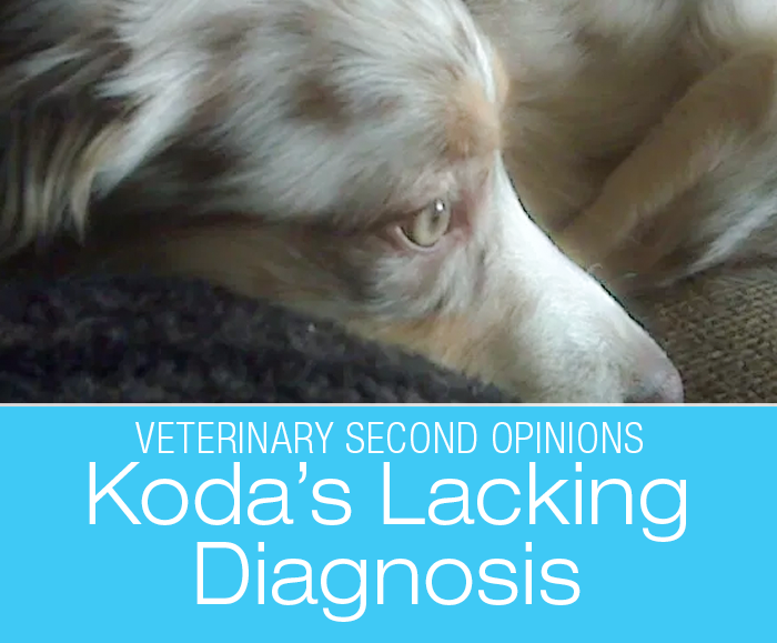 Lacking Diagnosis Frustration: What Doesn't Kill Her Will Make Her Stronger? Koda's Story