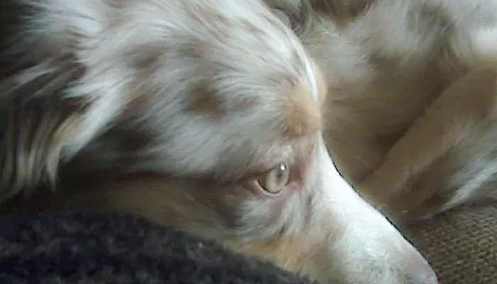 Lacking Diagnosis Frustration: What Doesn’t Kill Her Will Make Her Stronger? Koda’s Story