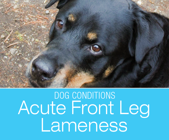 Acute Front Leg Lameness: Jasmine's Sore Leg