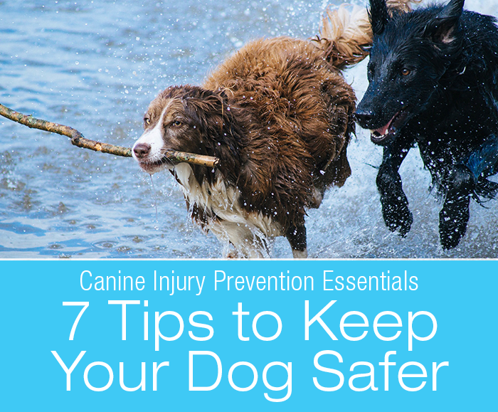 Canine Injury Prevention Essentials: 7 Tips For Keeping Your Dog Safer