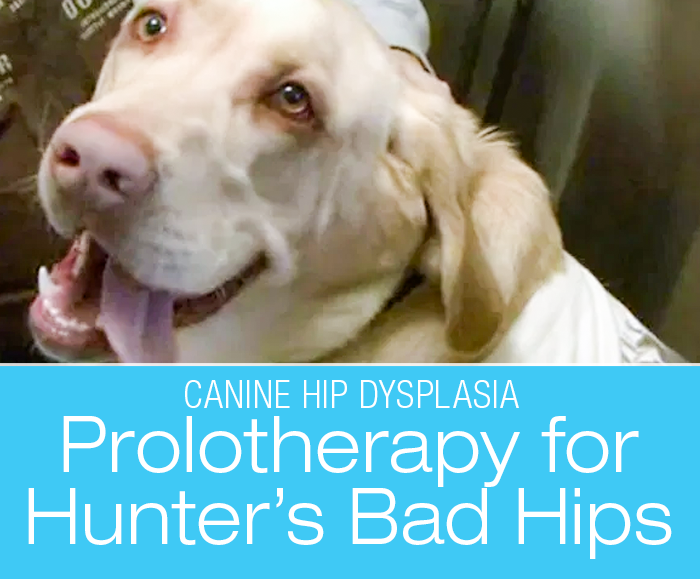 Canine Hip Dysplasia and Prolotherapy: From The Case Files—Hunter's Hip Dysplasia Was Nearly A Death Sentence