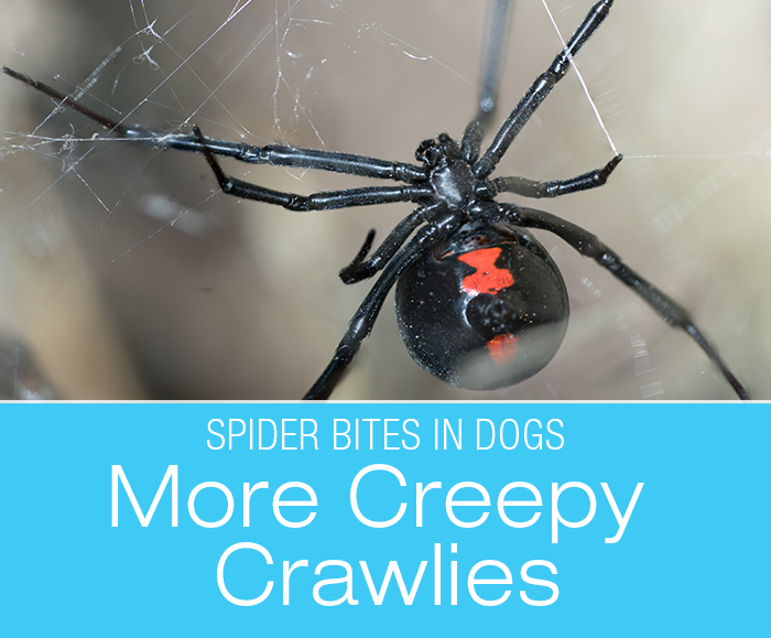 Spider Bites in Dogs: More Creepy Crawlies