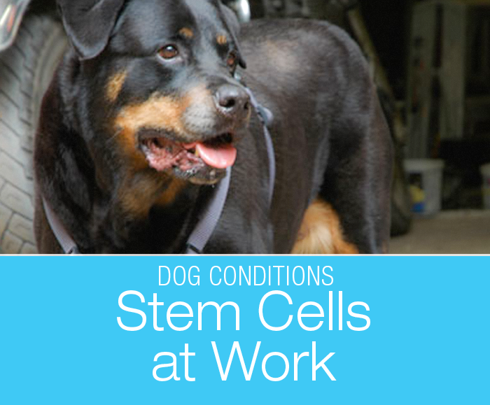 Stem Cells At Work: From Zero To Sixty In Four Days