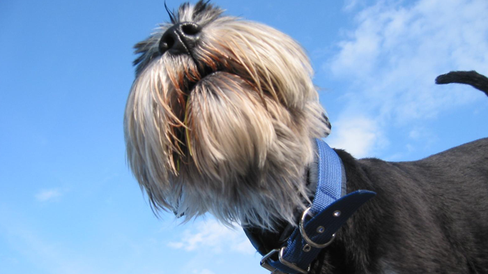 Inflammatory Bowel Disease in Dogs: Why I Dislike IBD