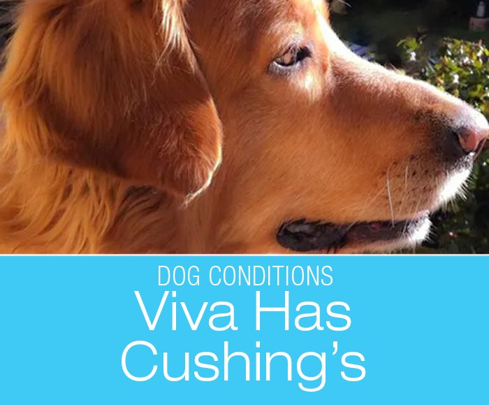 Living With A Cushing's Dog