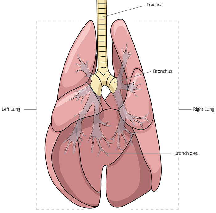 A Primer On Collapsing Trachea: Canine Lungs
