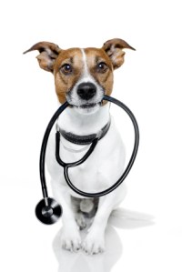 Veterinary Care Plans